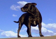 Dangerous Dogs Act