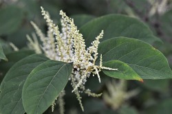 Japanese Knotweed.jpg
