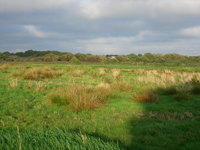 Endangered Wildlife in Brtitain
